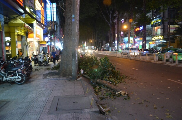Không mưa gió, nhánh cây gãy đè cả gia đình ở Sài Gòn