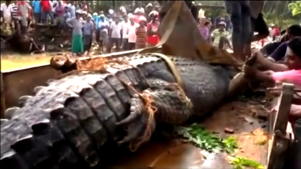 Bắt cá sấu khổng lồ 1 tấn có thể nuốt chửng người