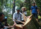 Quảng Nam: Kỷ luật hàng loạt cá nhân vụ phá rừng pơ mu