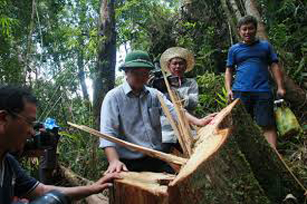 Quảng Nam: Kỷ luật hàng loạt cá nhân vụ phá rừng pơ mu
