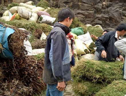Sự thật sau tin đồn thương lái Trung Quốc ồ ạt mua gom cây thông đất