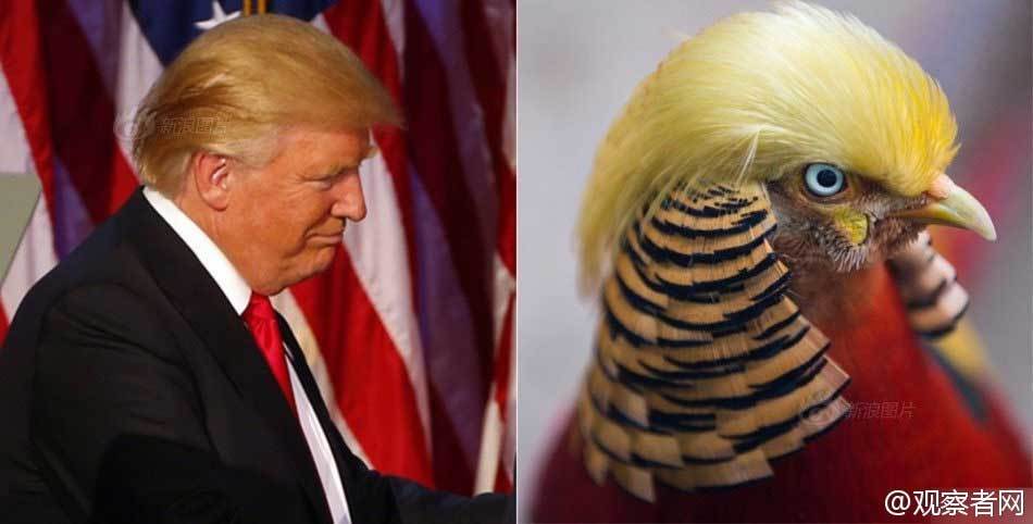 Chú gà lôi nổi tiếng vì có 'mái tóc' giống Trump