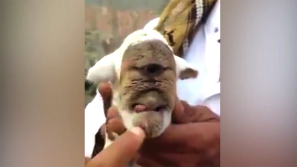 Dê độc nhãn quái dị xuất hiện ở Trung Đông