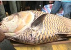 Ngư dân miền Tây bắt được cá hô vàng nặng 125kg