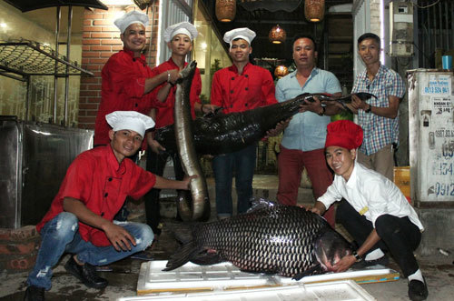 'Tứ quý' cá khủng từ sông Mê Kông 'bơi' về Hà Nội