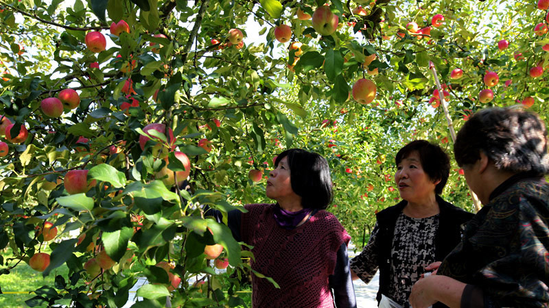 Đã mắt chiêm ngưỡng vườn táo trĩu quả ở Nhật Bản
