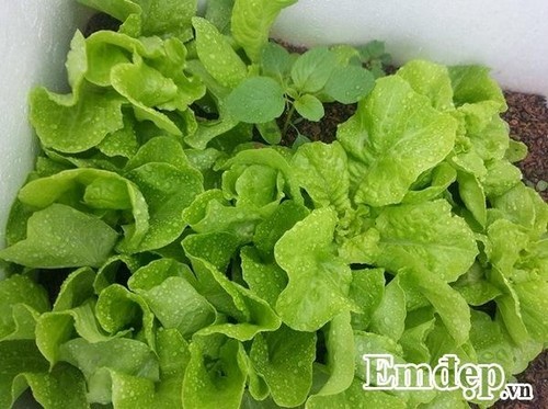 Sân thượng đẹp cuốn hút với rau sạch và hoa hồng của dược sỹ
