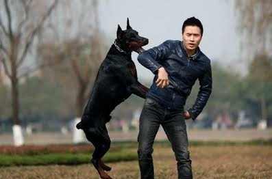 Chàng trai Hà Thành sở hữu trang trại chó Doberman tiền tỷ