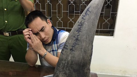 Sừng tê giác 4kg được 'xách tay' qua đường hàng không