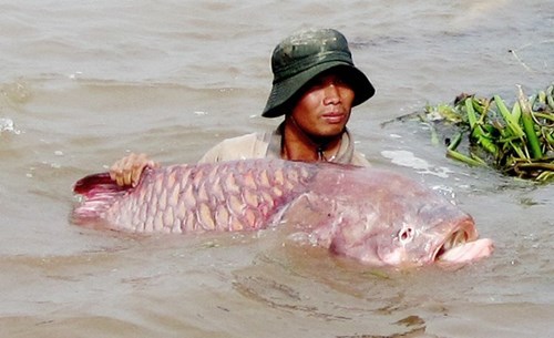 Chuyện ly kỳ xung quanh loài cá một con bằng mấy cây vàng