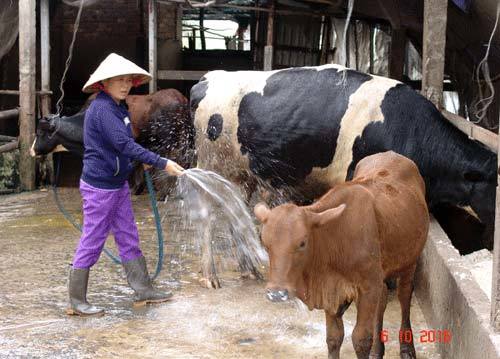 Chăn nuôi trong 