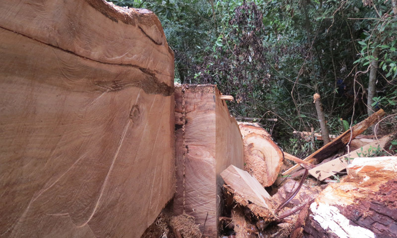 Phạt nữ cán bộ huyện phá rừng 21 triệu đồng