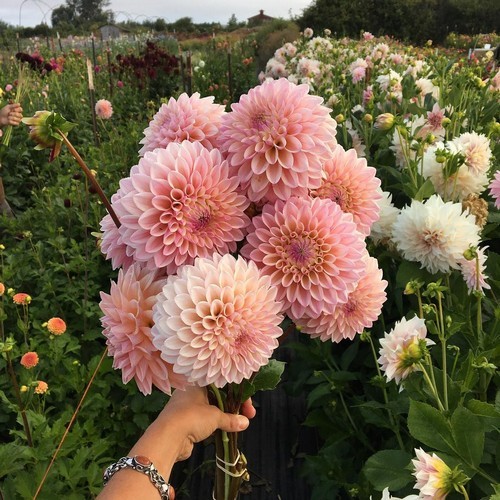 Cô gái trẻ bỏ việc công sở theo đuổi ước mơ tạo một khu vườn bạt ngàn hoa đẹp mê hồn