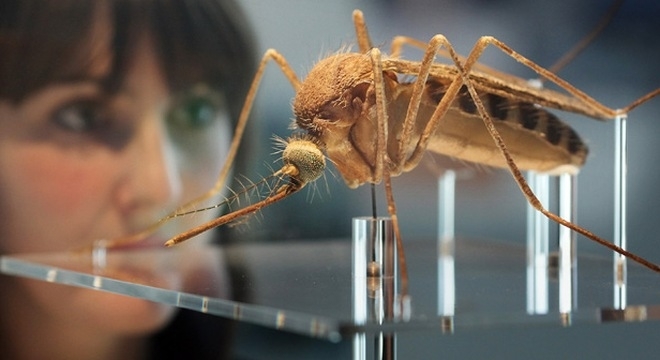17 quận huyện Sài Gòn có người nhiễm virus Zika