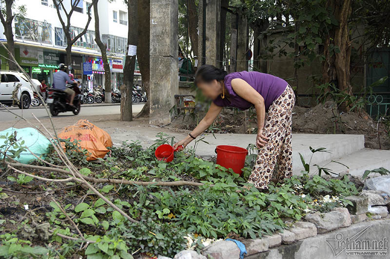 Giữa hồ bao cao su, ven bờ kim tiêm: Múc nước Linh Đàm tưới rau