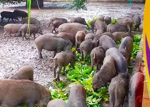 Nuôi lợn rừng online ăn Tết: Đặt trước nửa năm, thăm nuôi từng giờ