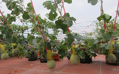 Mẹ Việt tận dụng từng góc sân thượng để trồng rau cải thiện bữa ăn gia đình