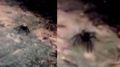 Quái nhện khổng lồ khiến nữ du khách la hét hoảng loạn