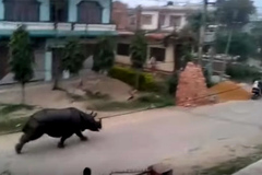 10 clip nóng: Tê giác "khủng" truy đuổi người, cả phố náo loạn