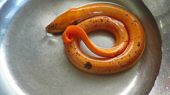 Cận cảnh con lươn vàng có giá chục triệu 