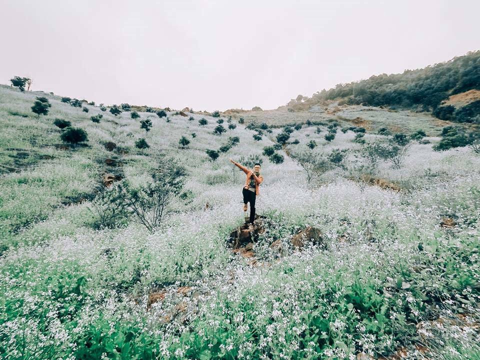 Hoa cải phủ sắc trắng khắp núi đồi Mộc Châu