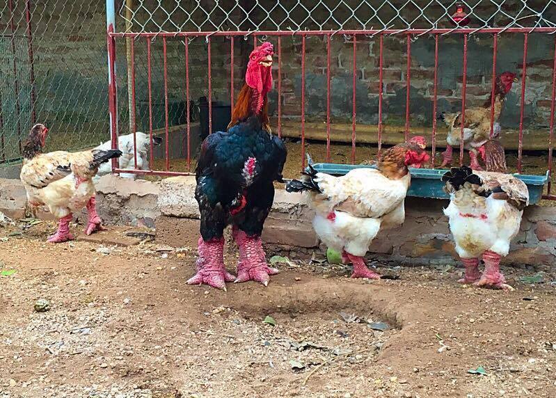 100 triệu mua gà quý ăn Tết: Lùng khắp Bắc Bộ chiều đại gia