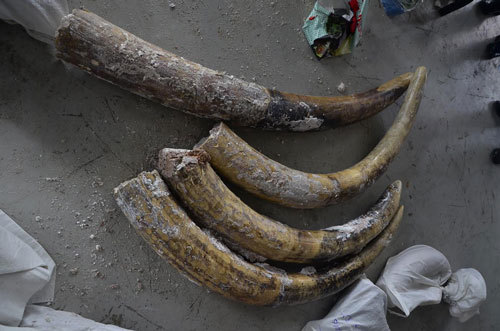 3 container chứa lô ngà voi triệu đô ở Sài Gòn