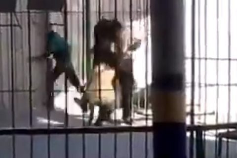 Người huấn luyện thú bị sư tử tấn công trong lúc biểu diễn