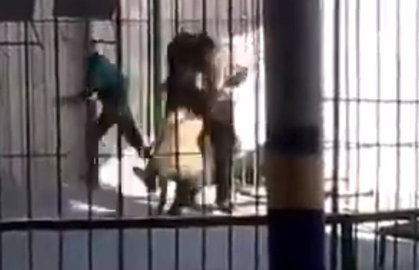 Người huấn luyện thú bị sư tử tấn công trong lúc biểu diễn