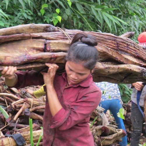Tận diệt thần dược 'cỏ máu' bán sang Trung Quốc