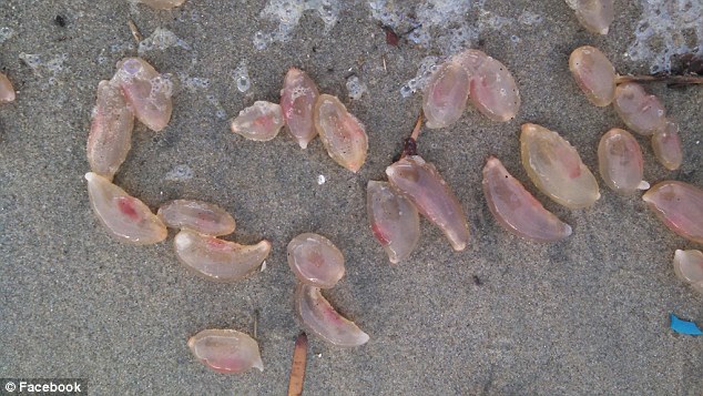 Hàng nghìn sinh vật bí ẩn dạt vào bờ biển Mỹ