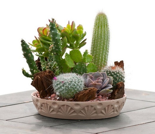 Những loại cây cực xui xẻo, tuyệt đối không trồng nếu không muốn mất tiền