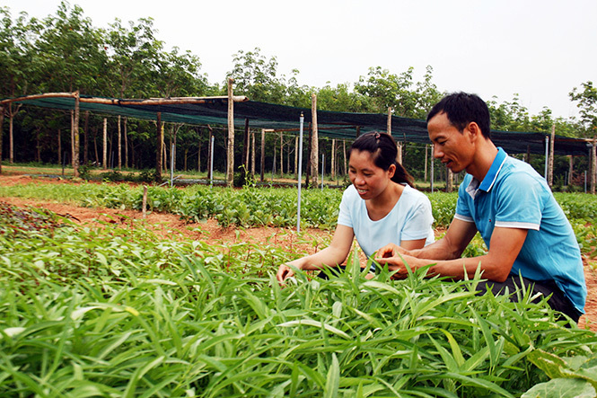 Thạc sỹ bỏ viện nghiên cứu về trồng rau: 'Họ nghĩ vợ chồng tôi bị ma nhập'