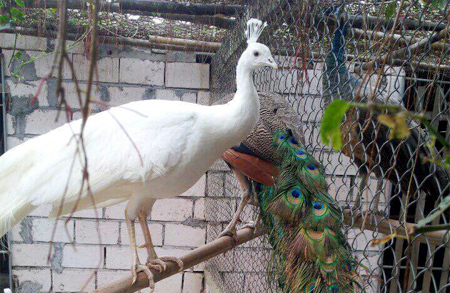 Đại gia chi hàng chục triệu lùng mua chim Công chơi Tết