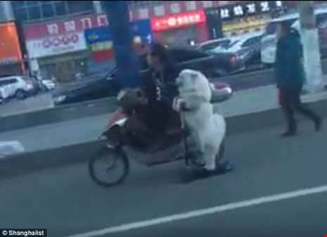 Há hốc mồm với chú chó lái scooter trên phố