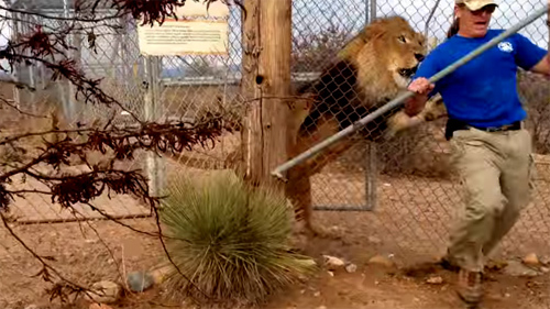 Sư tử gầm lên phá cửa, nhân viên vườn thú khóc thét