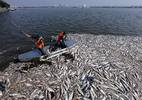 Hà Nội: Cá chết do 'nước thải và thay đổi thời tiết'
