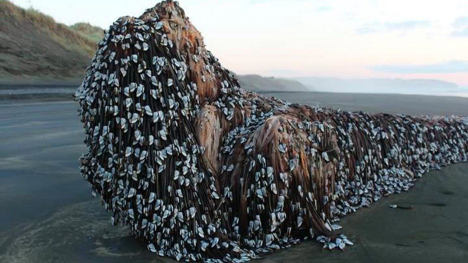 Xôn xao hình ảnh 