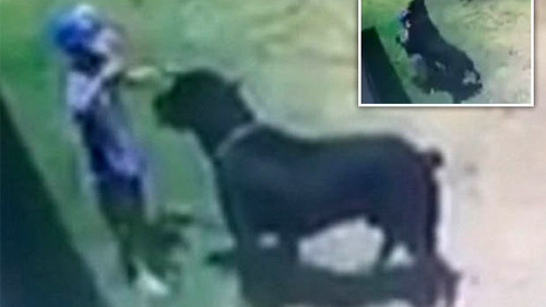 Khoảnh khắc kinh hoàng em bé bị chó nhà tấn công
