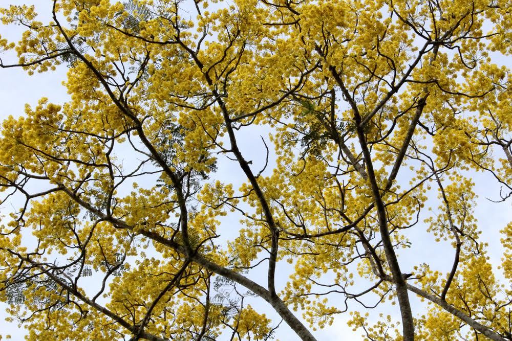 Ngẩn ngơ ngắm hoa phượng vàng báo tin xuân đến sớm