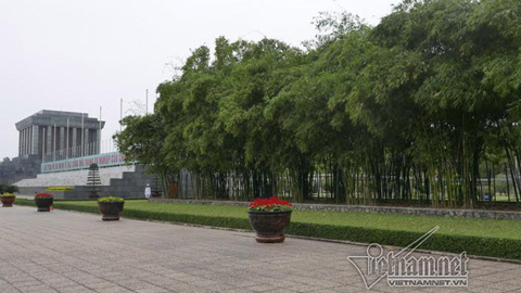 Chuyện chưa kể về 2 hàng tre bên Lăng Bác