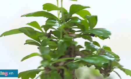 Cận cảnh bonsai tiền triệu bay lơ lửng ở Sài Gòn