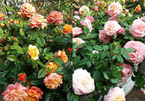 Choáng ngợp trước thiên đường 600 loại hoa hồng của nữ thạc sĩ tài năng