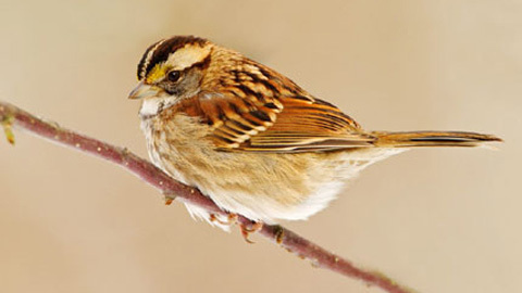 9 món ăn thuốc trị 'dưới hư'