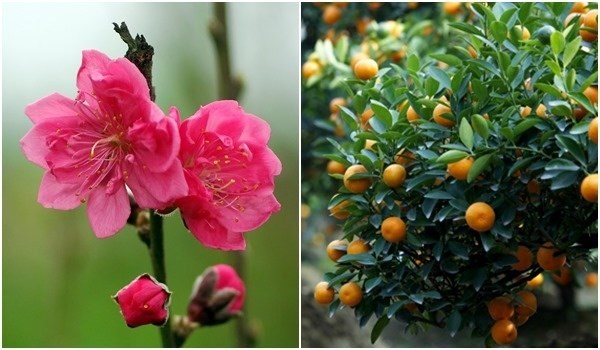 Cách trang trí đào quất Tết cho nhà sáng bừng và hút tài lộc