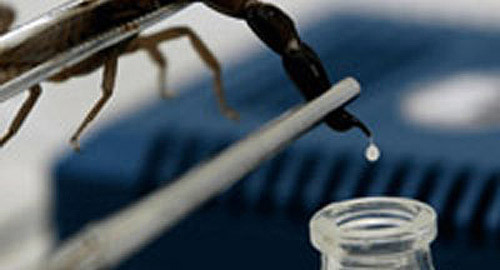 Nọc bọ cạp xanh và kỳ tích Cu Ba