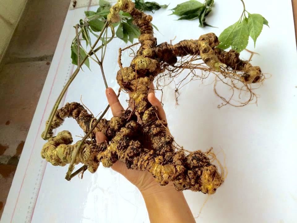 Bí mật đinh sắt chục triệu trong củ sâm Ngọc Linh nặng hơn 1kg