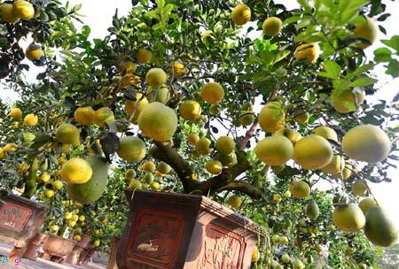 Cây bưởi 200 quả, giá 40 triệu đồng ở Hà Nội