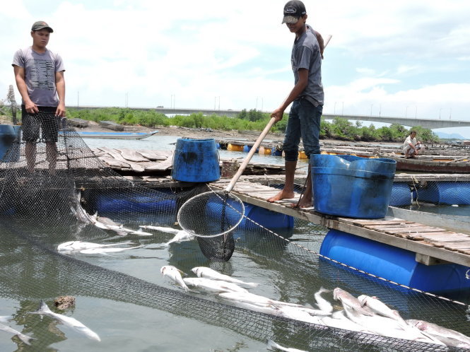 Dân nuôi cá thắng kiện, DN bồi thường hơn 13 tỷ đồng