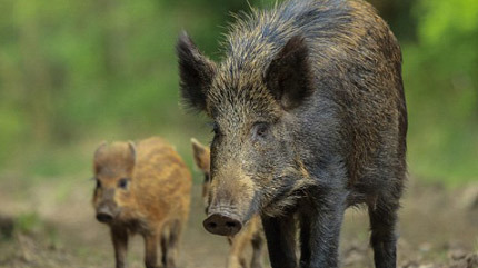 Lợn rừng: Việt Nam đặc sản, Nhật Bản giết bỏ vì quá nhiều